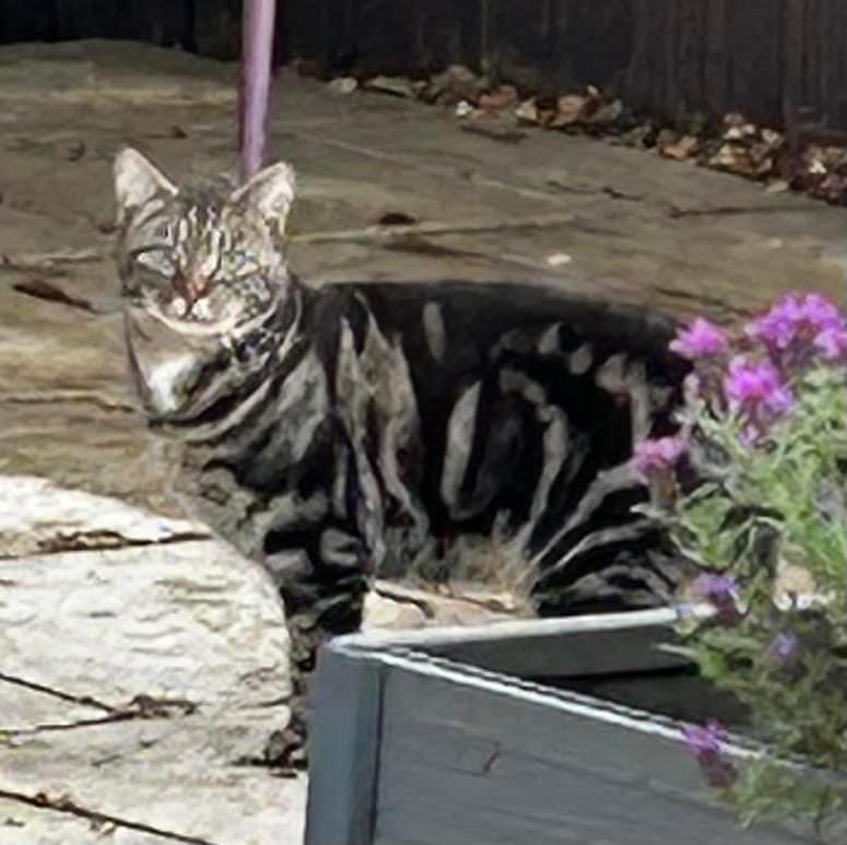 Happy pet (placeholder)